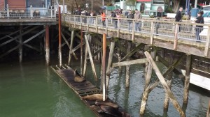 sea.lion.dock.verywide